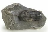 Bargain, Morocconites Trilobite Fossil - Ofaten, Morocco #312770-1